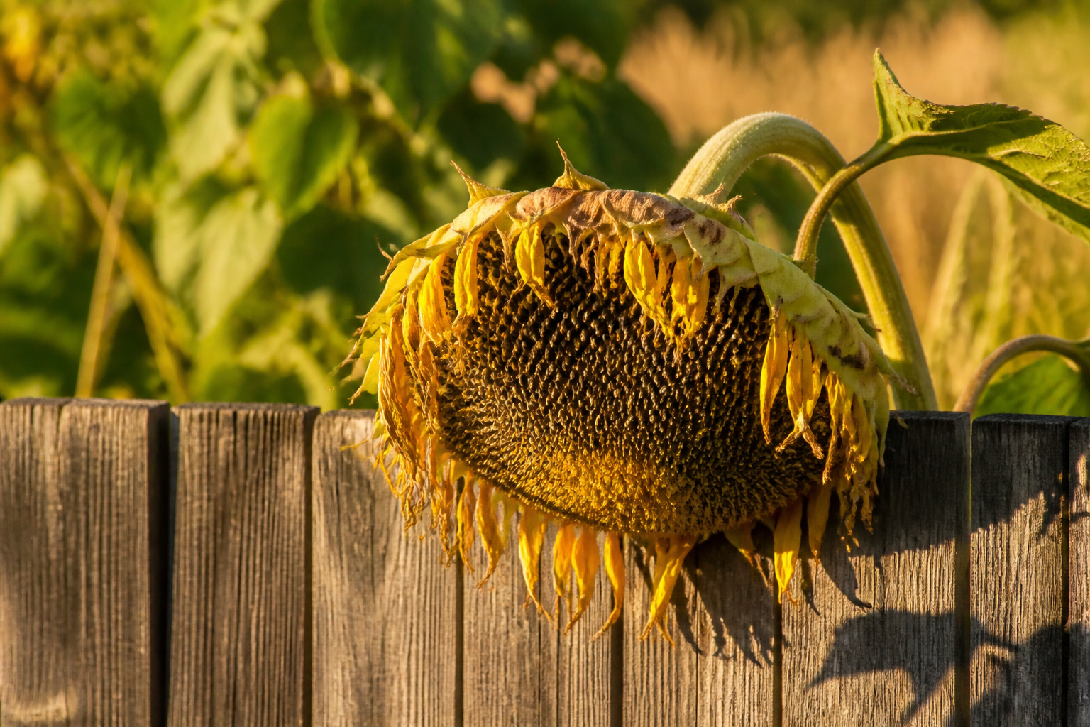 A field of sunflowers under blue sky, indicating readiness for harvesting.